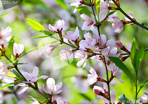 Image of Sakura