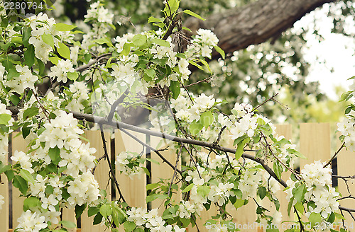 Image of apple tree