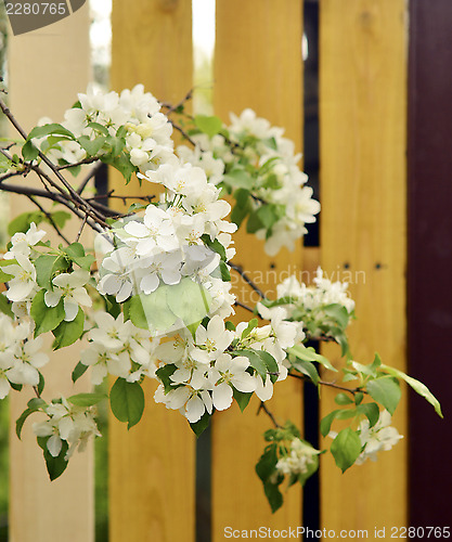 Image of apple blossoms