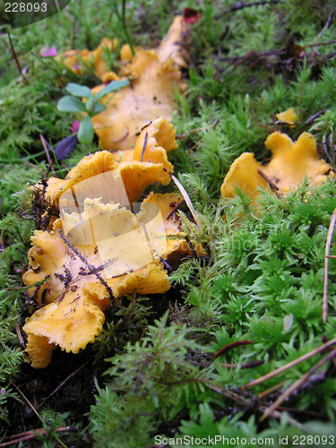 Image of Chanterelle