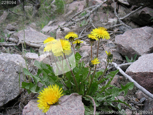 Image of Dandelion