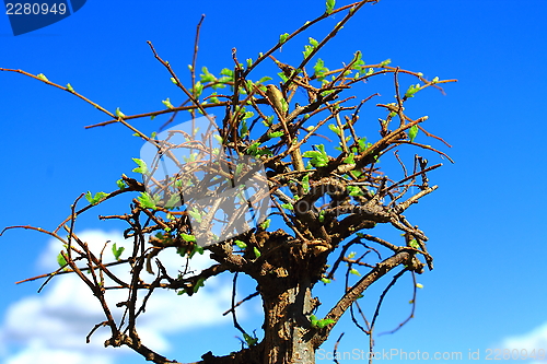 Image of bonsi tree background