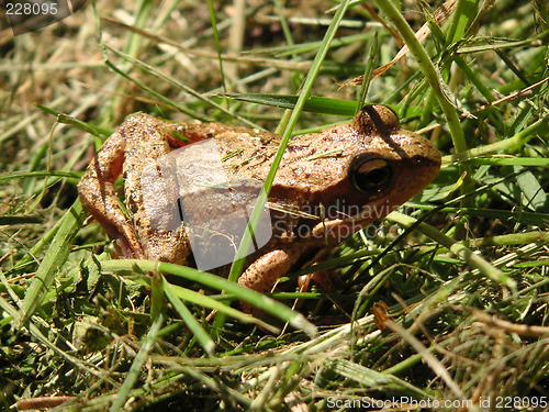 Image of Frog