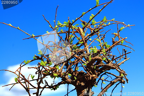 Image of bonsai tree