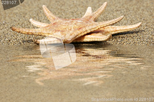 Image of Starfish Reflected