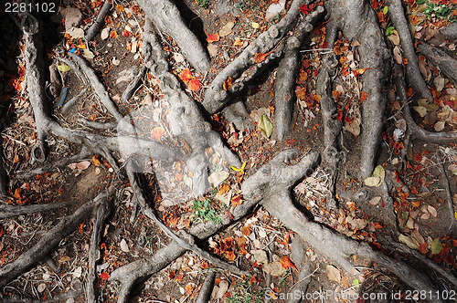 Image of Root of tree