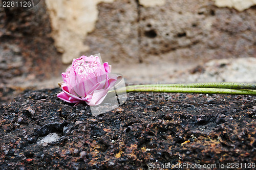 Image of Lotus flower for prayer in the Historical Park of Sukhothai