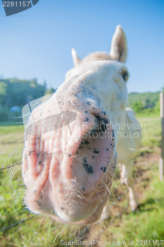 Image of funny white horse portrait