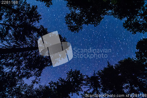 Image of evergreen trees with stars