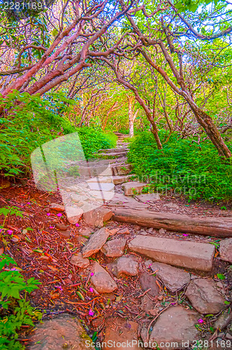 Image of Craggy Garden Trail
