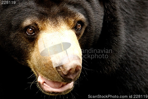 Image of Black Bear