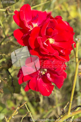 Image of red Flower.