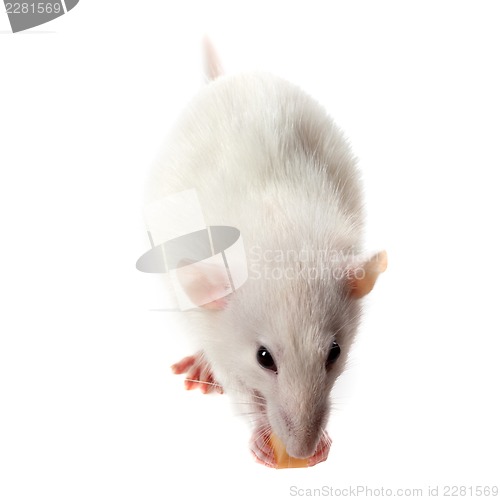 Image of Fancy rat eating piece of cheese