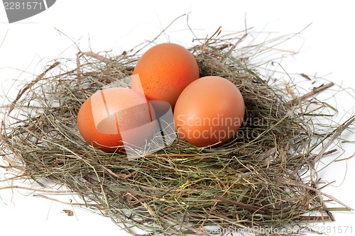 Image of Chicken eggs in nest