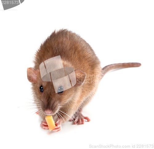 Image of Fancy rat (Rattus norvegicus) eating piece of cheese