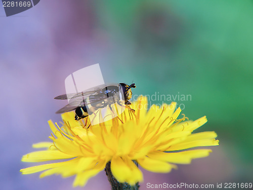 Image of Bee on dandelion