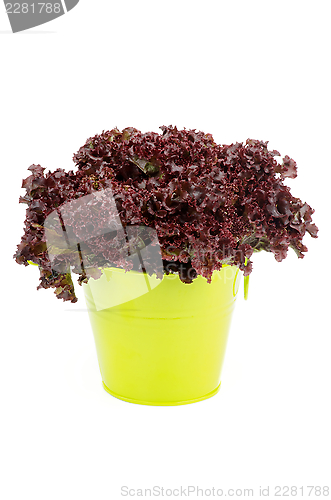 Image of Lollo Rosso Lettuce