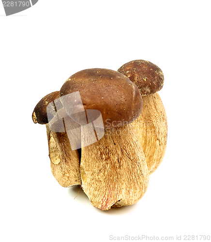 Image of Porcini Mushrooms