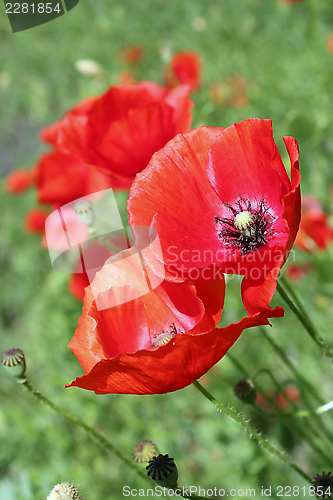 Image of beautiful wild poppies