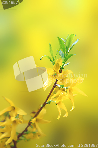 Image of blossoms of forsythia on small twig