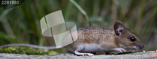 Image of wood mouse