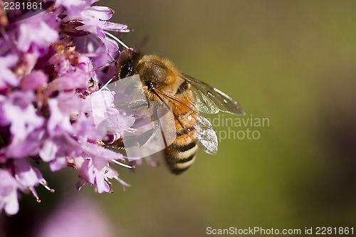 Image of pollination