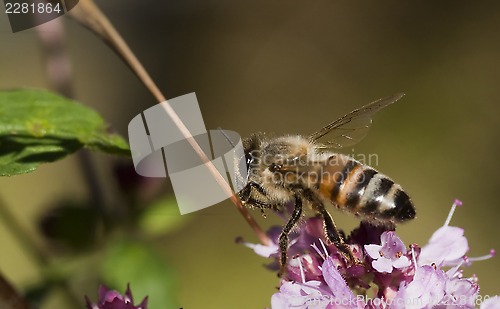 Image of pollinating
