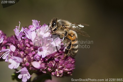 Image of gathering nectar
