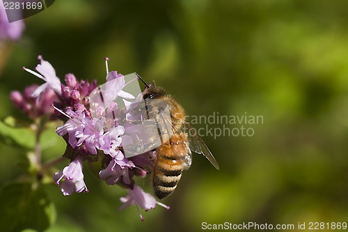 Image of bee pollinating purple flower