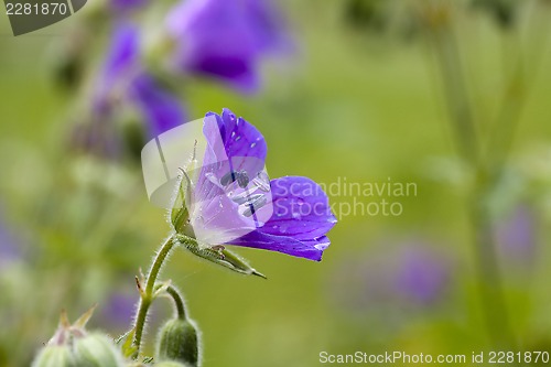 Image of cranesbill