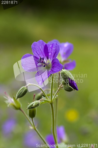 Image of woodland geranium