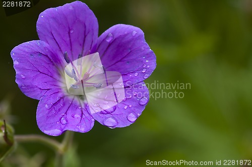 Image of woodland geranium