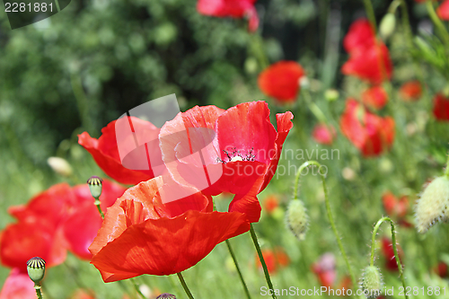 Image of detail of beautiful poppies