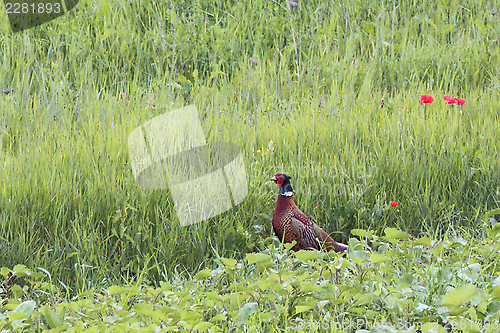 Image of pheasant cock standing near some red poppies