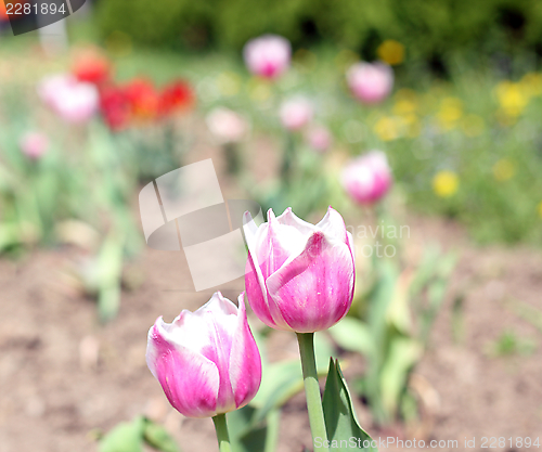 Image of pink and white striped tulip