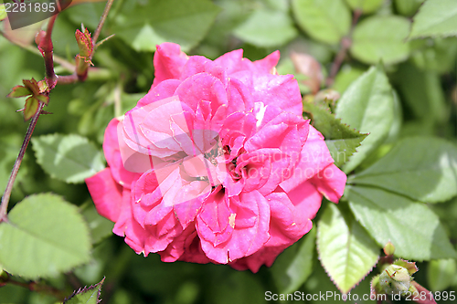 Image of pink rose flower