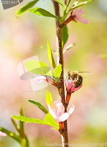 Image of honey bee