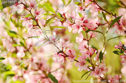 Image of blossom