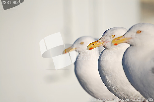 Image of Three gulls