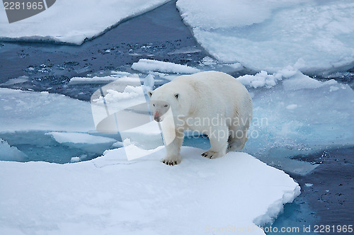 Image of Roaming the ice