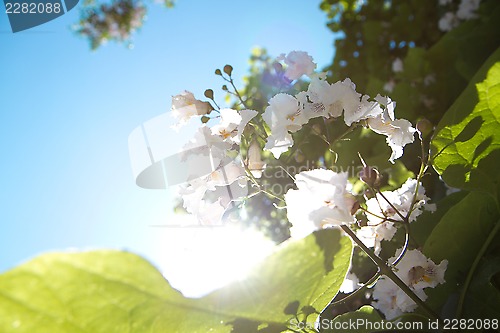 Image of Flowers