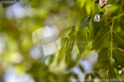 Image of Nature backgroun