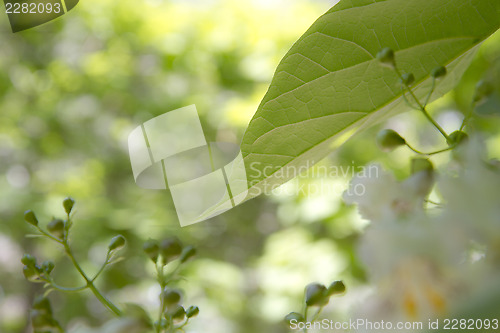 Image of Nature backgroun