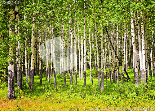 Image of Aspen trees in Banff National park