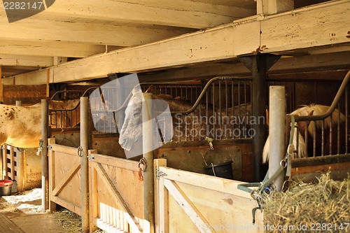 Image of Horses in stables