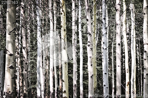 Image of Aspen tree trunks