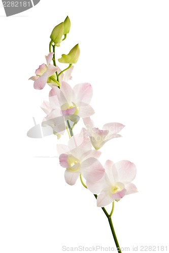 Image of Orchid flowers branch