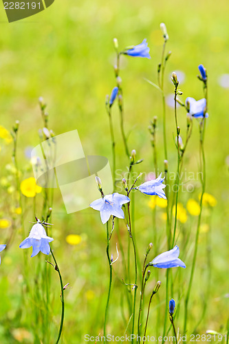 Image of Blue harebells wildflowers