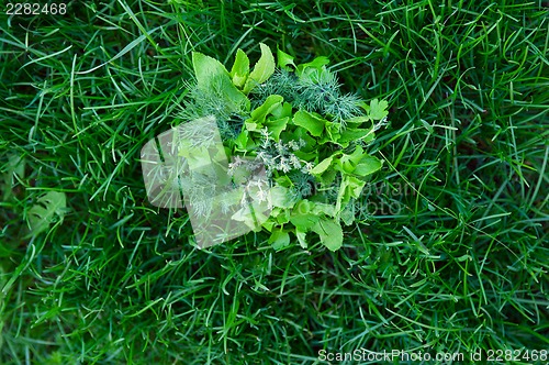 Image of food greens