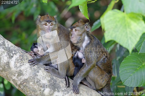 Image of Macaque Monkey